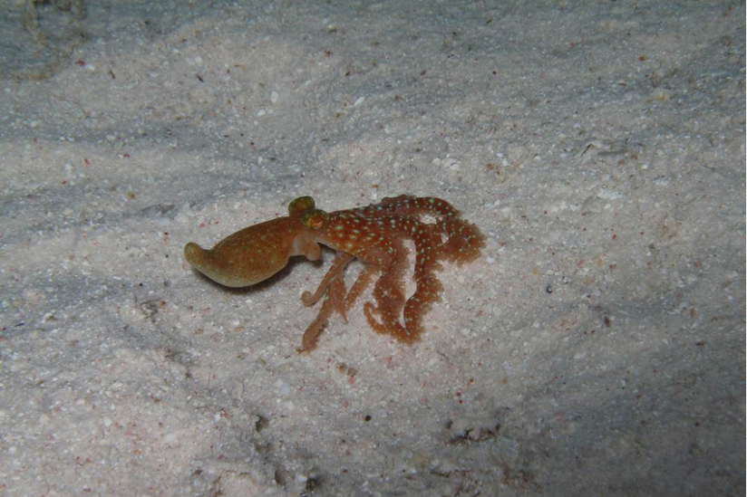 Callistoctopus sp. , neu entdeckt im Roten Meer