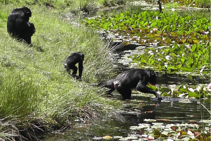Laut Zoodirektor Perret gehen Schimpansen "niemals freiwillig ins Wasser"