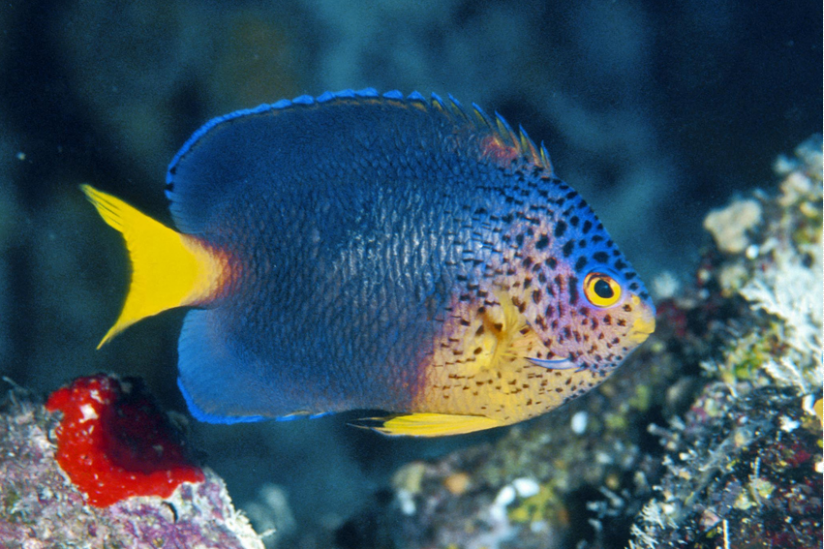 Der blaue Mauritius-Zwergkaiserfisch