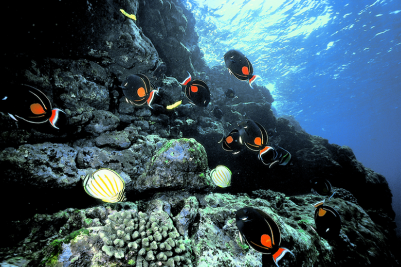 Der Blickfang an den Korallenriffen um Hawaii,  Doktorfisch Acanthurus achilles