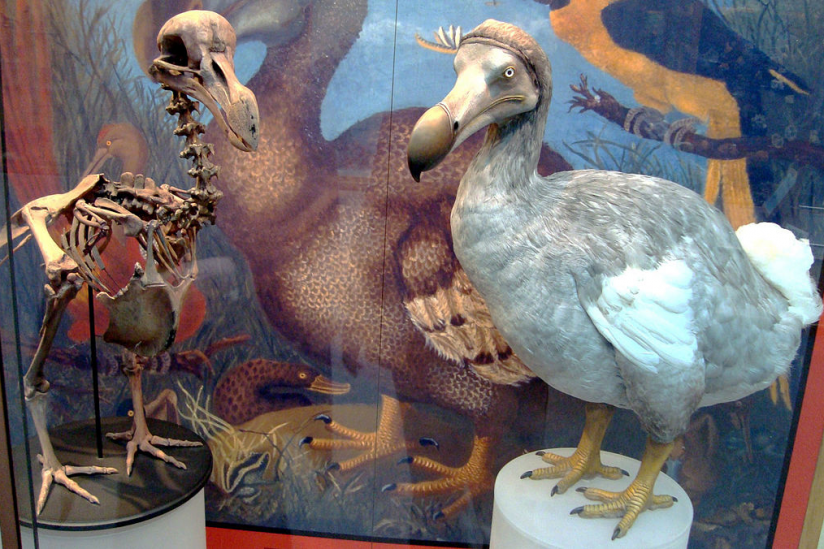 Dodo im Oxford museum of natural history
