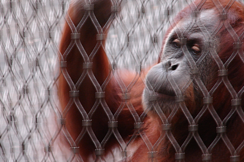 Leben Tiere Im Zoo Langer Hpd