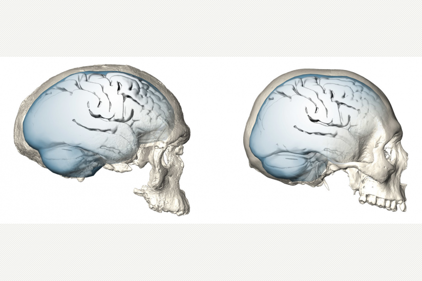 Evolution der Gehirnform bei Homo sapiens