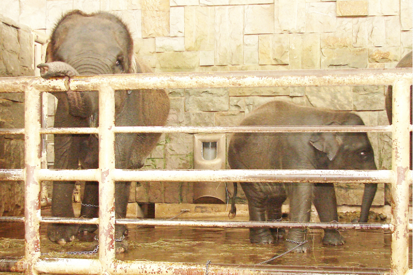 Elefanten im vorsintflutlichen "Dickhäuterhaus"
