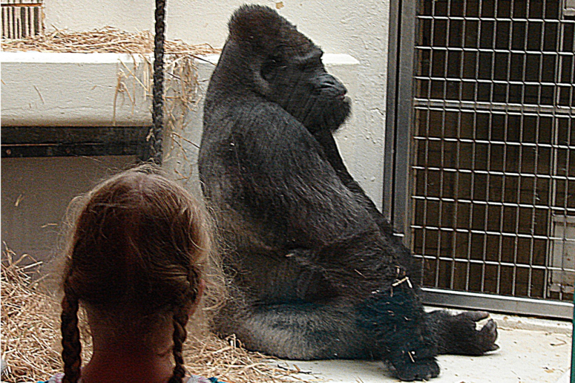 Gorilla Fritz im Nürnberger Tiergarten.