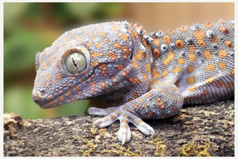 Ähnlich wie Vögel und Säugetiere verfügen Geckos über ein komplexes Kommunikationssystem