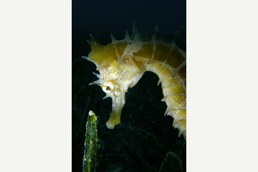 Hippocampus jayakari in einer Seegraswiese im Roten Meer