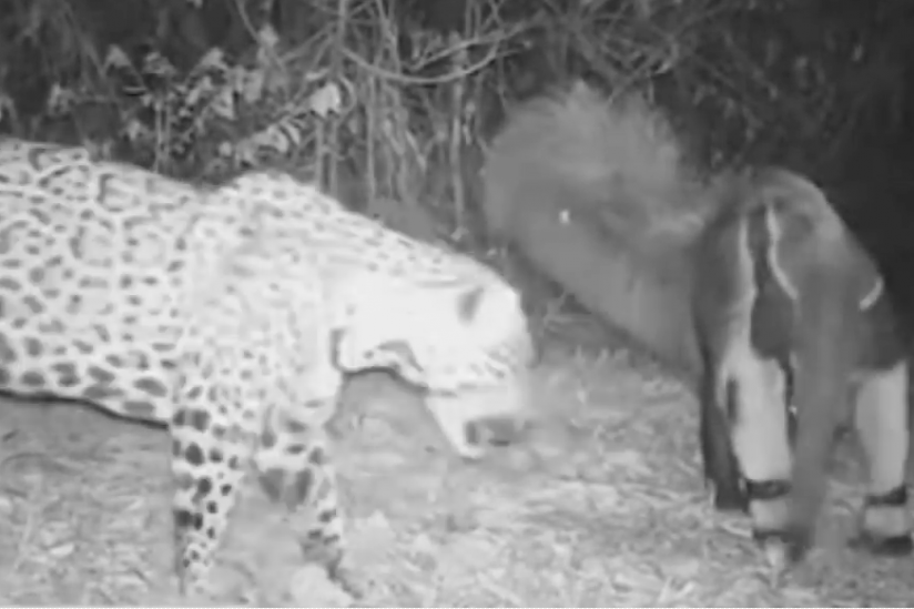 Jaguar vs. Ameisenbär (Screenshot)
