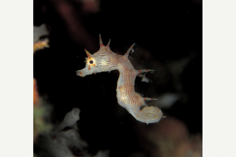 Korallen-Zwergseepferdchen H. debelius, mit seinen typischen Stacheln