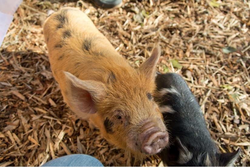 Kunekune-Schwein mit Ferkel