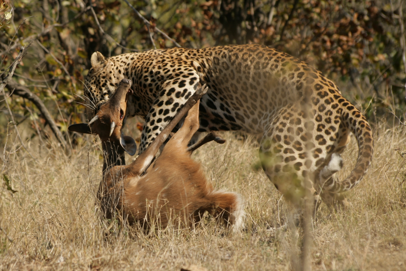 Leopard mit erlegtem Buschbock im Krüger-Nationalpark