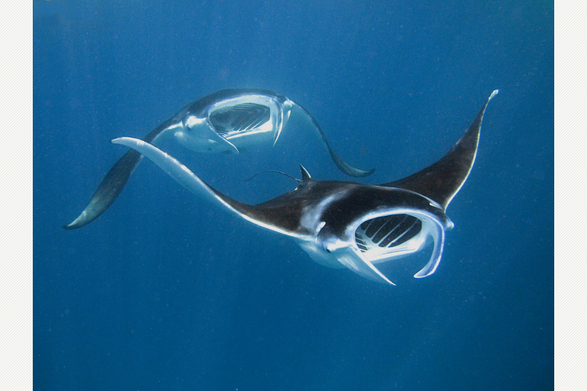 Mantas, beim Schnorcheln fotografiert