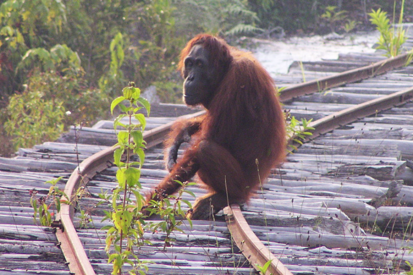 Lebensraumverlust und Wilderei sind die größten Gefahren für die Orang-Utans.