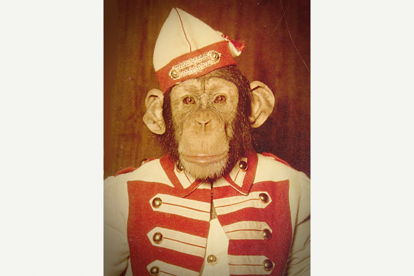 Schimpanse PETERMANN in karnevalistischer Gardeuniform, Mitte der 1950er