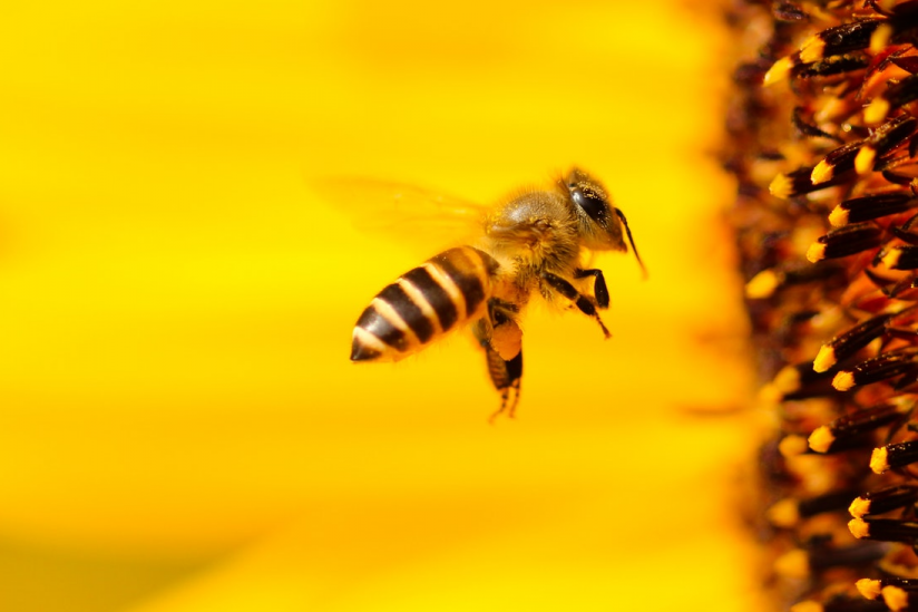 Die Biene