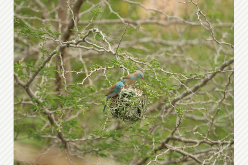 Blaukappen-Schmetterlingsfinken (Uraeginthus cyanocephalus) inspizieren das Nest eines Jackson-Webers (Ploceus jacksoni).