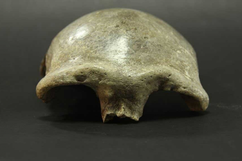 34.000 Jahre alte Schädeldecke