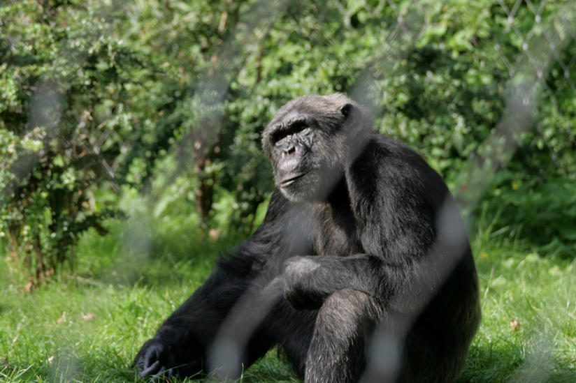 Schimpanse im Berliner Zoo