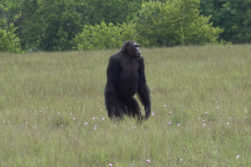 Erwachsener männlicher Schimpanse im Loango Nationalpark in Gabun.