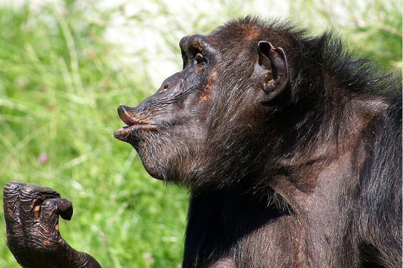 Schimpanse im Walter Zoo, Gossau SG, Schweiz