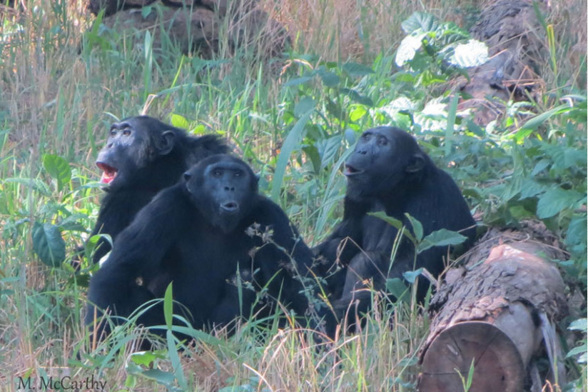 Drei männliche Schimpansen aufgeregt rufend auf einer Lichtung, Hoima-Distrikt, Uganda.