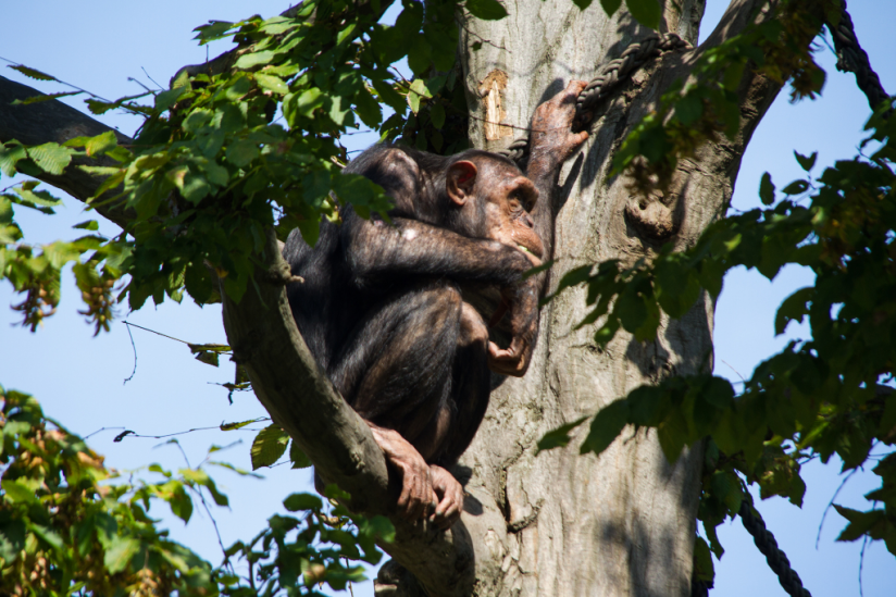 Schimpanse im Zoo Leipzig