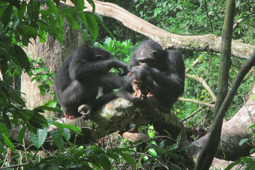 Schimpansen betreiben am liebsten mit Weibchen Fellpflege, die ein Baby haben, oder mit ihren Freunden