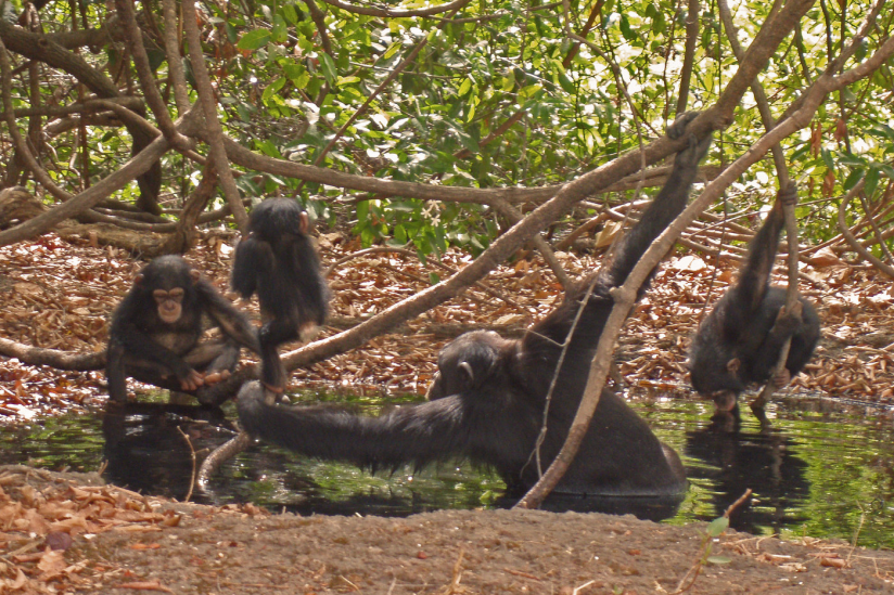 In der Savanne und Grassavanne lebende Schimpansen haben ihr Verhalten an die schwierigen Lebensbedingungen angepasst.