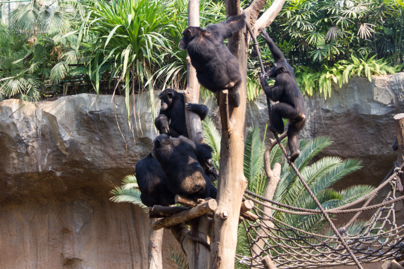 Schimpansengruppe im Leipziger Zoo