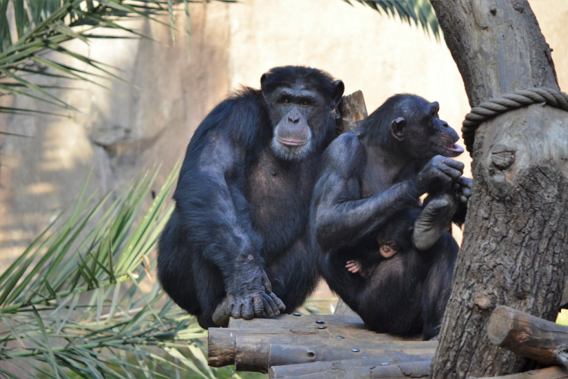 Schimpansengruppe im Wolfgang-Köhler-Primatenforschungszentrum im Zoo Leipzig.