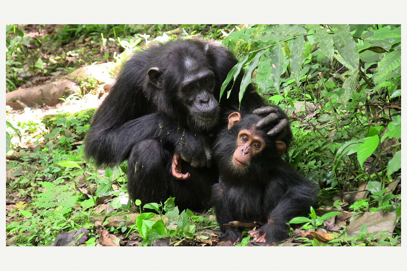 Schimpansenmutter mit ihrem Jungen. Die Tiere verbringen viel Zeit mit ausgedehnten Verhandlungen.