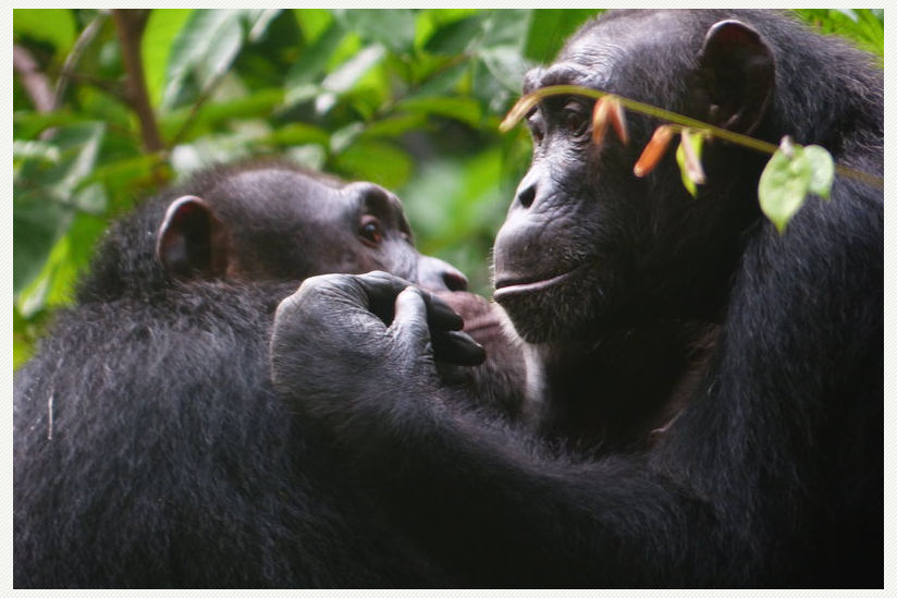 Schimpansen bei der gegenseitigen Fellpflege.
