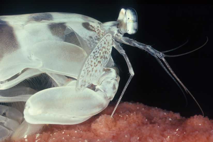 Schmetter-Fangschreckenkrebs mit Eigelege