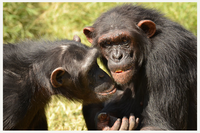 Auch bei Freundschaften unter Schimpansen spielt Vertrauen eine wichtige Rolle.