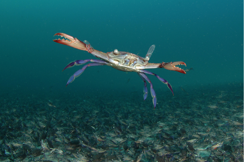 Schwimmkrabbe über 100.000 Artgenossen am Meeresboden