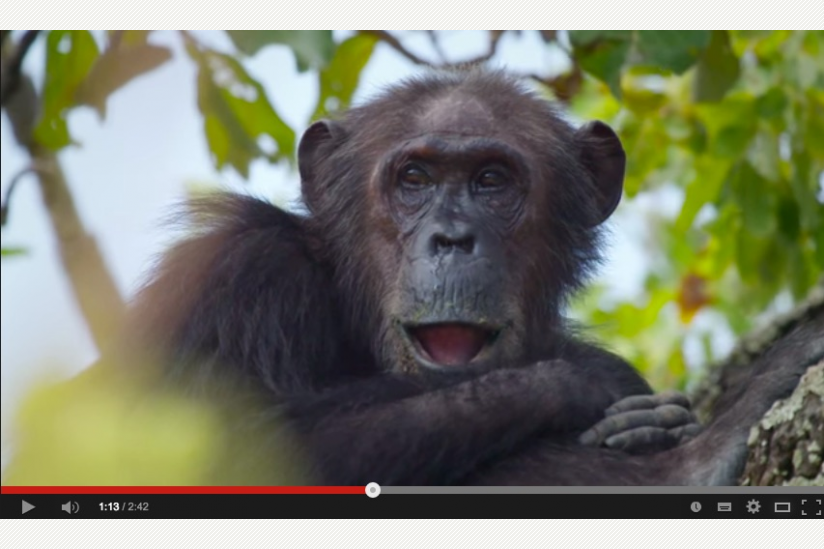 Screenshot: "Walk in the footsteps of Jane Goodall with Google Maps"