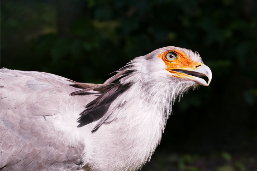 Der Sekretär (Sagittarius serpentarius)