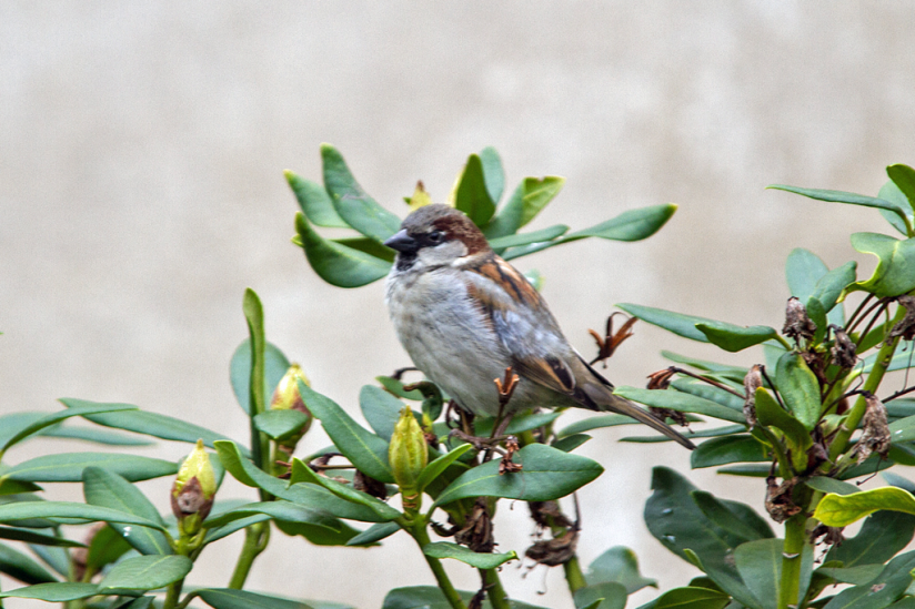 Sie können nicht mit und nicht ohne einander hpd