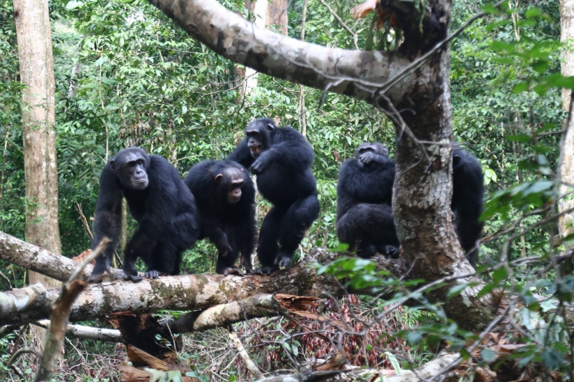 Schimpansen schließen sich ihren engen Bindungspartnern im Kampf gegen Rivalen an.