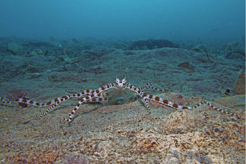 Thaumoctopus mimicus -- sogar im Roten Meer