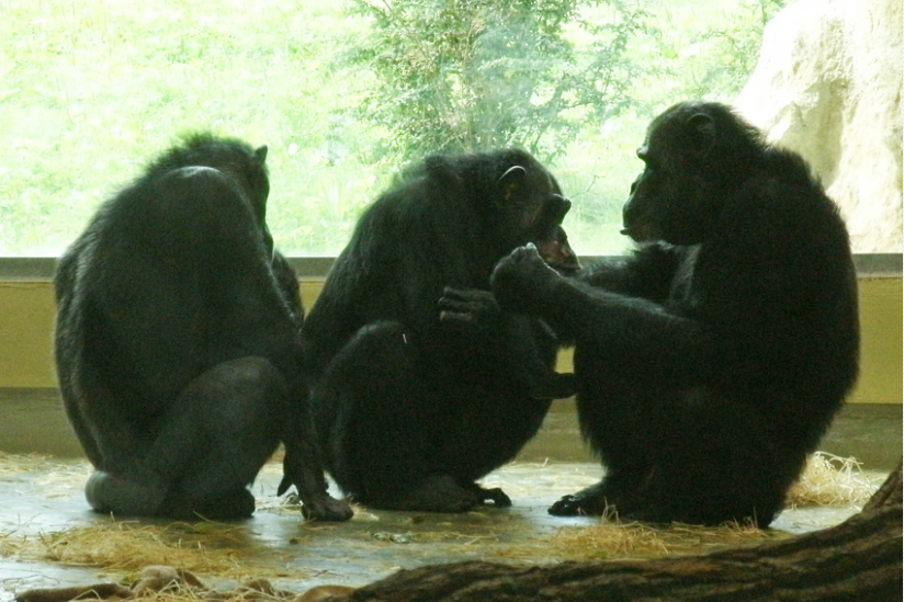 Schimpansen im Berliner Zoo
