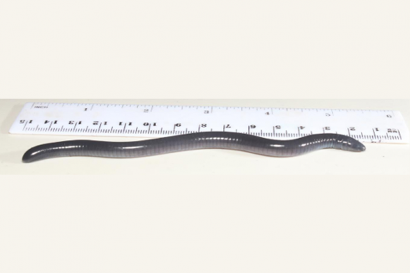 Der etwa 10 cm lange Dermophis donaldtrumpi.