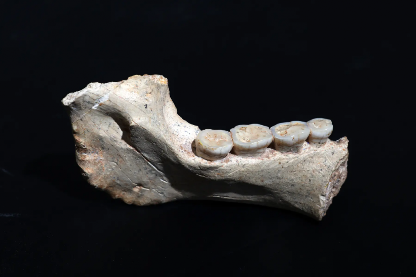 773.000 Jahre alter Unterkiefer