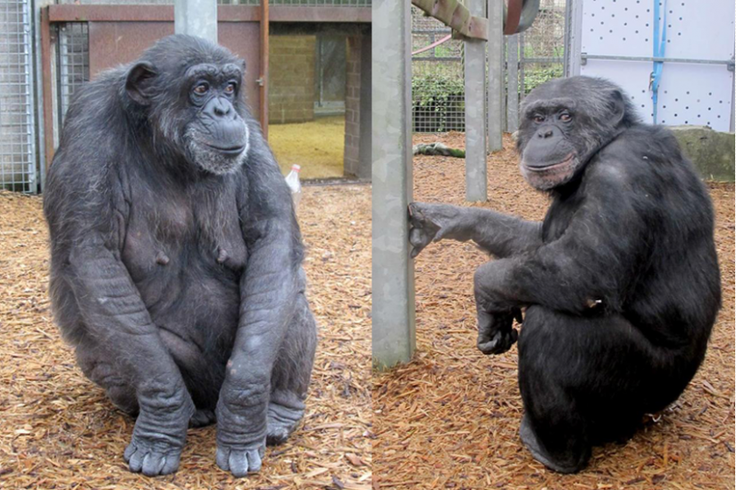Schimpansen Uschi (34) und Kaspar (32)