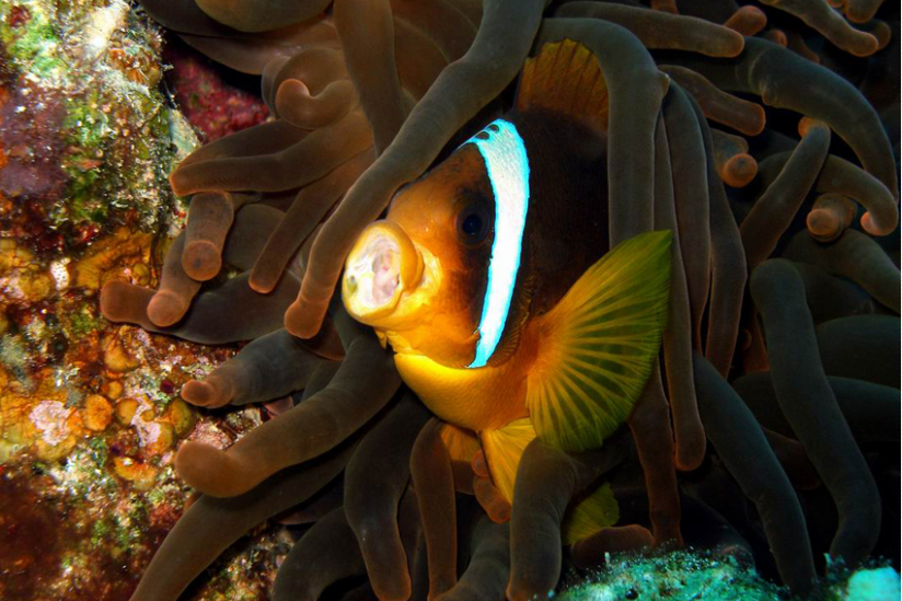 Von Nemo bekannt  -- Clownfisch in seiner schützenden Anemone