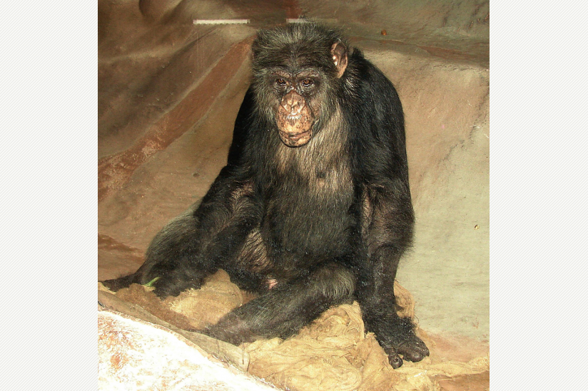 Hat noch nie Gras unter den Füßen gespürt: Schimpanse WUBBO