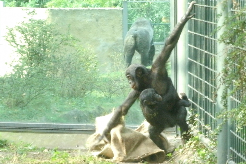 Spielende Bonobo-Kinder im Berliner Zoo.