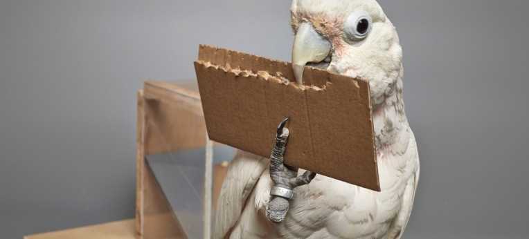 Goffin-Kakadu fertig sich Werkzeuge aus Pappe an
