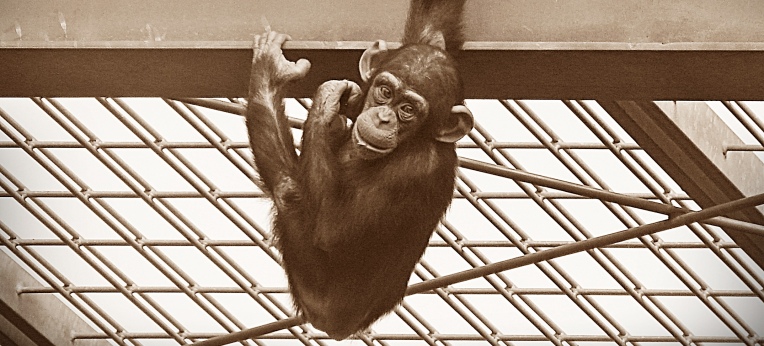 Schimpansenkind im "Freigehege" des Zoos Bremerhaven