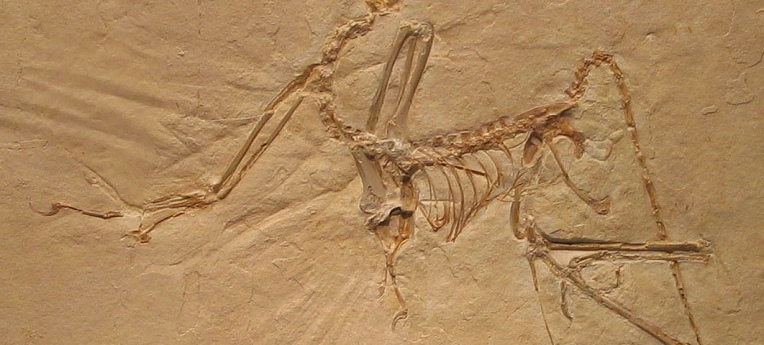 Archaeopteryx bavarica im Münchner Paläontologischen Museum